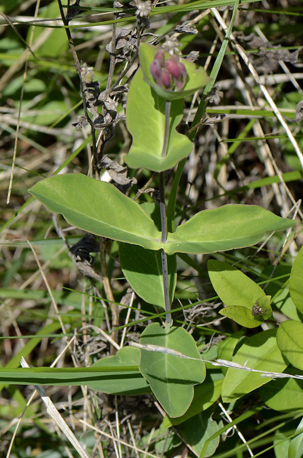 Lonicera caprifolium / Caprifoglio